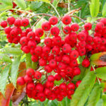 마가목 효능 열매 먹는법 초간단 정리