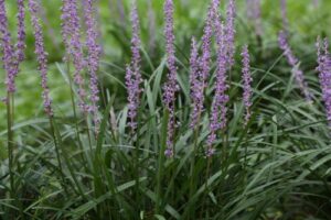 ‘예쁜데 건강에도 좋아?’ 맥문동 효능 부작용 꽃