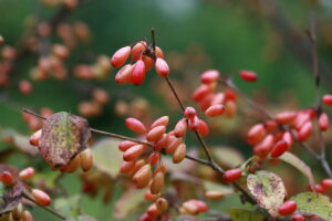 ‘남녀노소에게 보약’ 산수유 열매 효능 먹는법