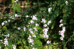 ‘활력을 얻고싶다면!’ 야관문 효능 차 담금주 만드는 방법