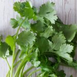 초강력 호불호 향신료 ••• 고수 효능, 부작용, 보관법, 고르는법