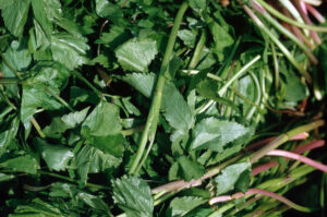 ‘건강과 아름다움을 한번에’ 미나리 효능 부작용 고르는법 보관법 총정리