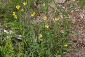 봄 제철 씀바귀의 효능과 올바른 섭취 방법