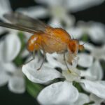 지독한 여름철 초파리, 효과적인 퇴치법은??