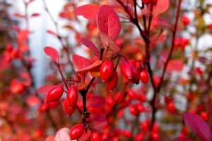 혈당·지방 관리에 탁월한 베르베린 추천제품 BEST 5