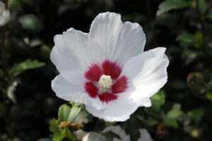 무궁화 효능 다이어트 효과 추출물 식품 추천 BEST 5