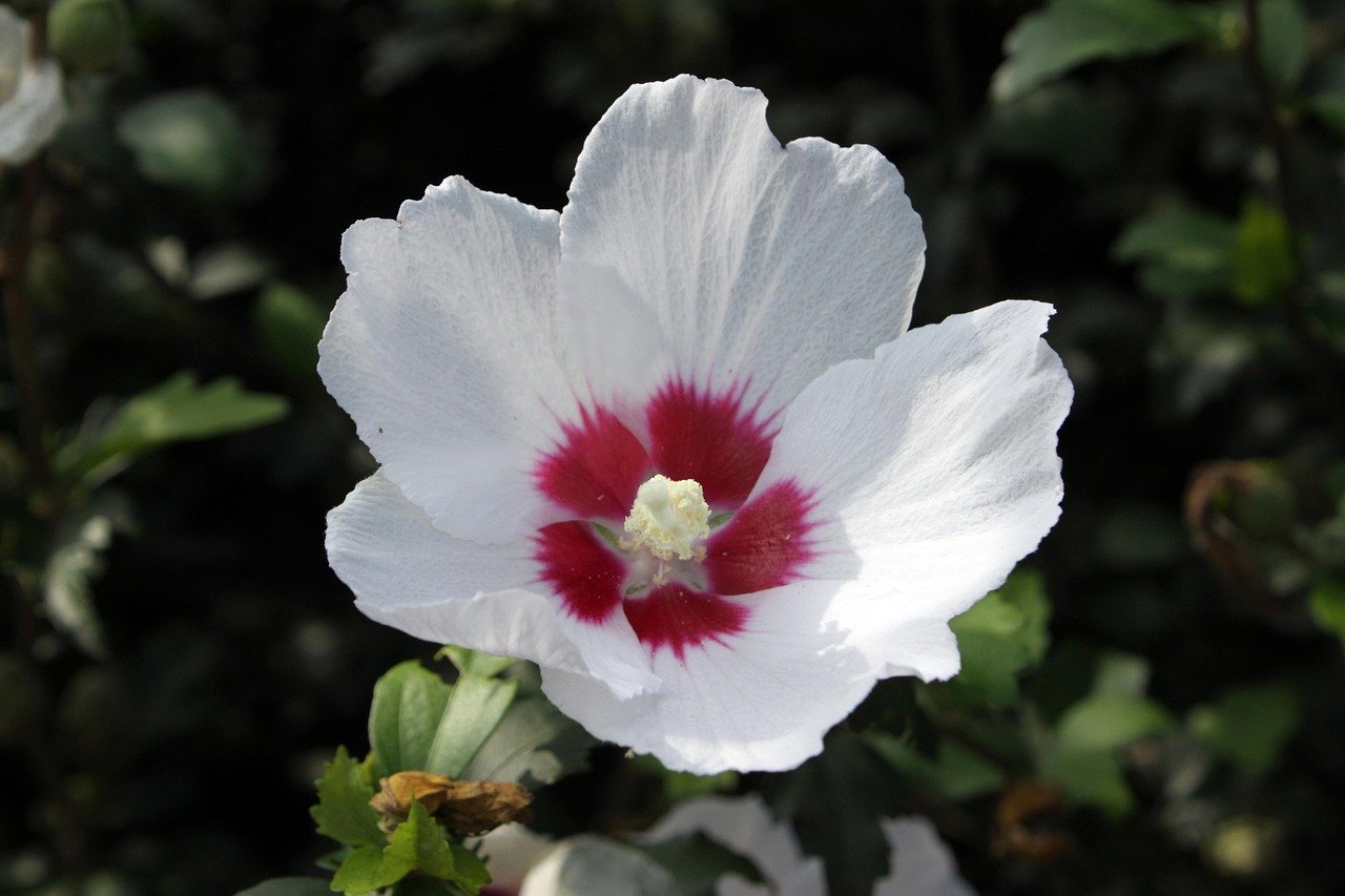 무궁화 효능 다이어트 효과 추출물 식품 추천 BEST 5